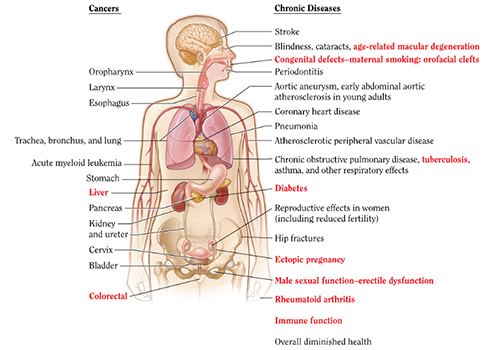 Diagram depicting chronic deseases and cancers and their location within the body.