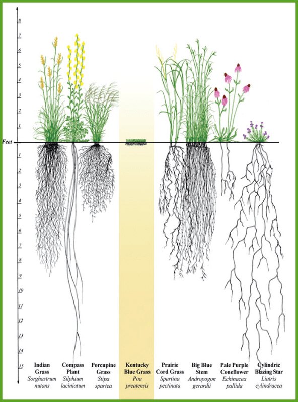 Graphic Outlines Root Depth of Various Prairie Plants