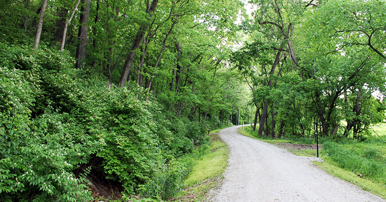 3M Wetland Trail Surrounded by Trees