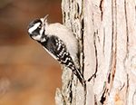 downy woodpecker at 3M Wetlands