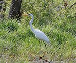 Great Egret at 3M Wetlands
