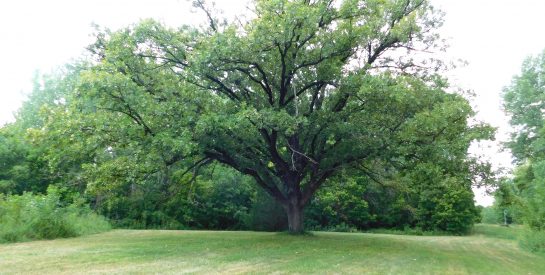 Jay Dix Station oak tree