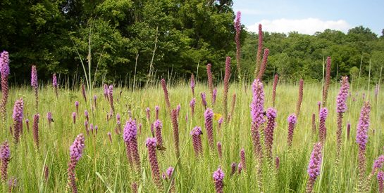 Grindstone Nature Area Purple Wildflowers