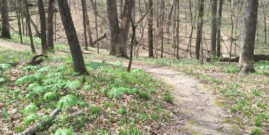 Oakwood Hills Park Trail in the Spring