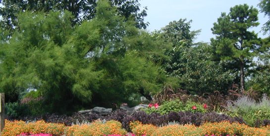 flowers at Cosmo Park