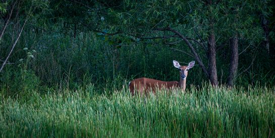 Deer in a Field at Forum Nature Area