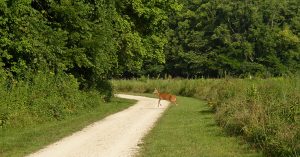 Deer at Grindstone Nature Area