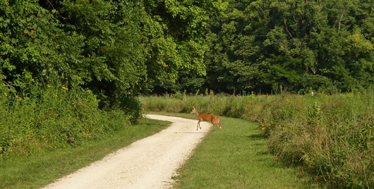 On the Commodity Trail