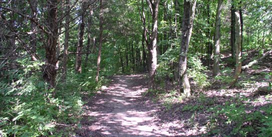 Cosmo Nature Trail with dappled sunlight.