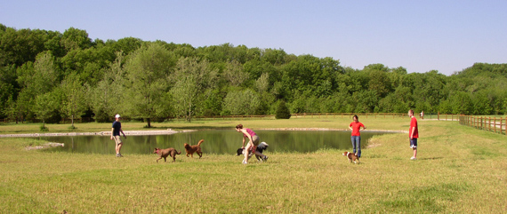 Dogs and their owners at Garth Nature Area