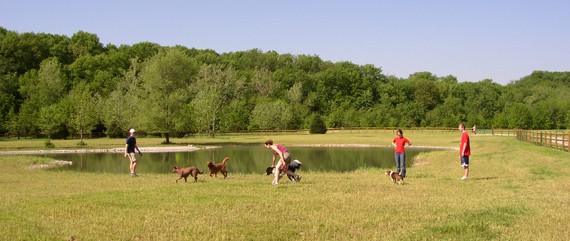 Dogs and their owners at Garth Nature Area